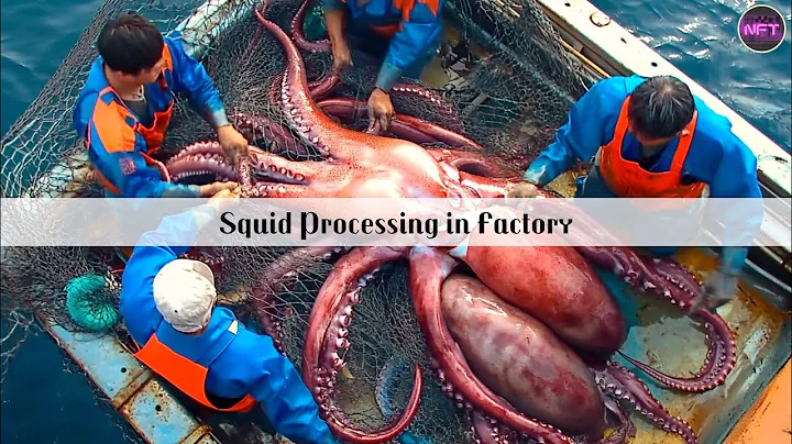 Giant Squid Processing Process - How Japanese Fishermen Use Robots To Catch Billions Of Squid