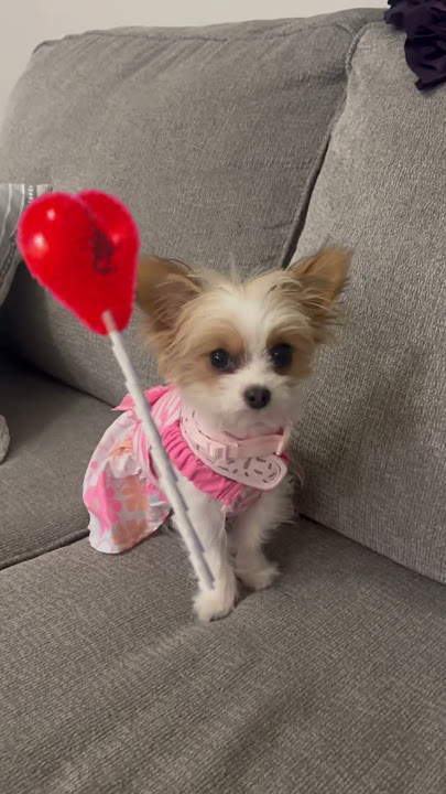 My heart and soul song 😎👍 #shortvideo #puppy #doggielife #fypyoutube #cute #puppyeyes #dog #dogs ￼