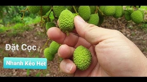 Tìm Vườn Vải Lục Ngạn Đặt Gạch Kẻo Hết l Núi Đồi Lục Ngạn