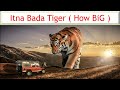 Duniya me sabse jyadah Tiger kaha paye jate hai ? gk facts | amazing facts in hindi । Fun Facts