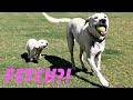 LABRADOR MOM SHOWS RUNT HOW TO FETCH!!