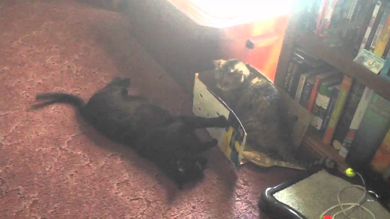 Munchkin cat "Boxing"