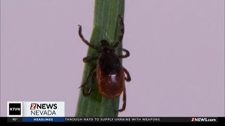 Hospitals treating the most tick bites since 2019, CDC says
