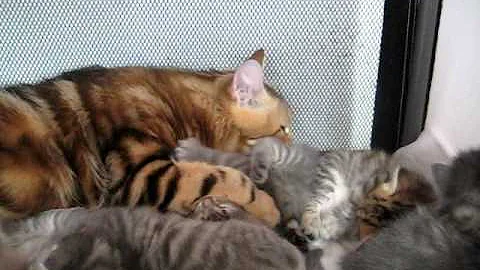 Video 1068141: russian siberian, siberian kitten, gold kitten, kitten washing