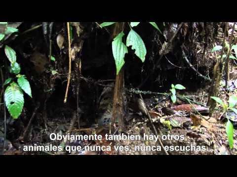 Vídeo: Animals I Plantes De La Selva Tropical