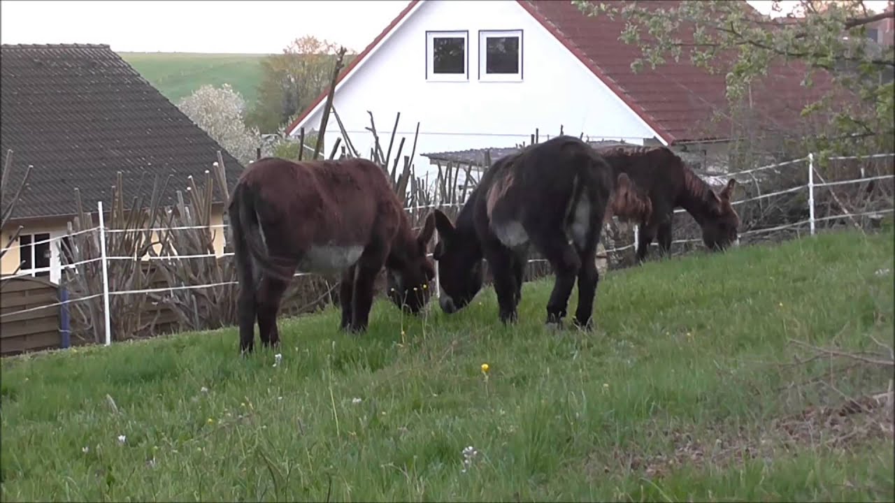 Poitou Esel auf der Frühlingsweide 2015