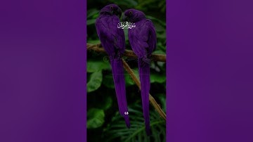 سورة المزمل #قرآن #quran #كلام_الله #لايك #راحة_نفسية #اكسبلور