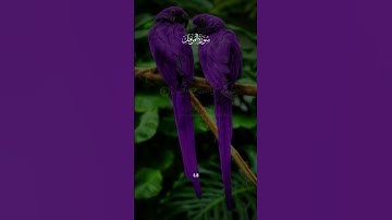 سورة المزمل #قرآن #quran #كلام_الله #لايك #راحة_نفسية #اكسبلور