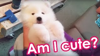 Samoyed Sleeping in Mum's Arms by Samoyed Life 224,757 views 7 years ago 35 seconds