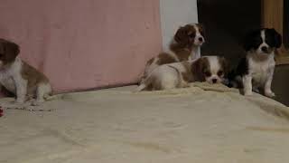 Cavalier King Charles Spaniel Puppies For Sale