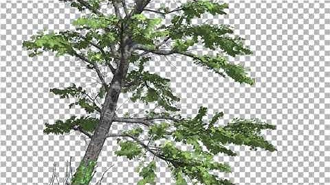 Plitvice Maple Tree Cut of Chroma Key Tree on | Motion Graphics - Envato elements