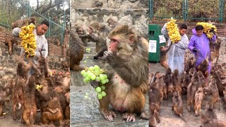 Lunch time of monkeys #feedinganimal