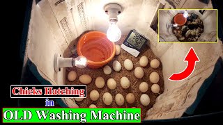 How to Make an Incubator at Home and Hatch Chickens | Homemade Incubator | 100% Efficient
