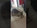 Дал Eды Нуждающейся в Дагестане🙂#помощьбездомным