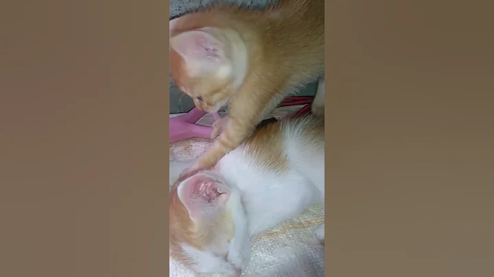 Video 11112851: cat cute kitten sleeping, kitten funny cat sleeping, cat kitten love cute, kitten cute love animals