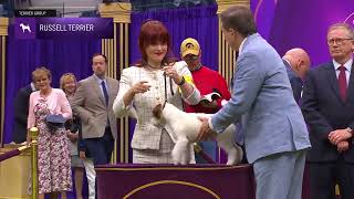 Russell Terriers | Breed Judging 2024