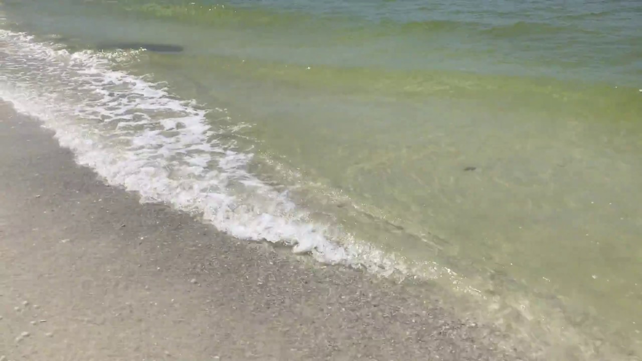 Why are fish so smart? YouTube