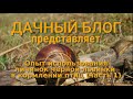 Опыт использования личинок черной львинки в кормлении птиц (часть 1)