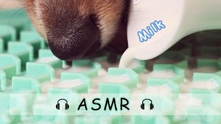 ASMR  Puppy Dog Drinking Healthy Goats Milk  Oddly Satisfying and Relaxing Sounds No talking