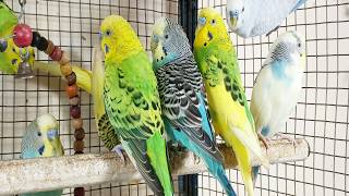 12 HR Help Lonely Budgies to Chirp, Nature Parakeets Bird Sound screenshot 3