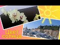 ☀️Солнечная Ницца и солнечные #орхидеи🏵️