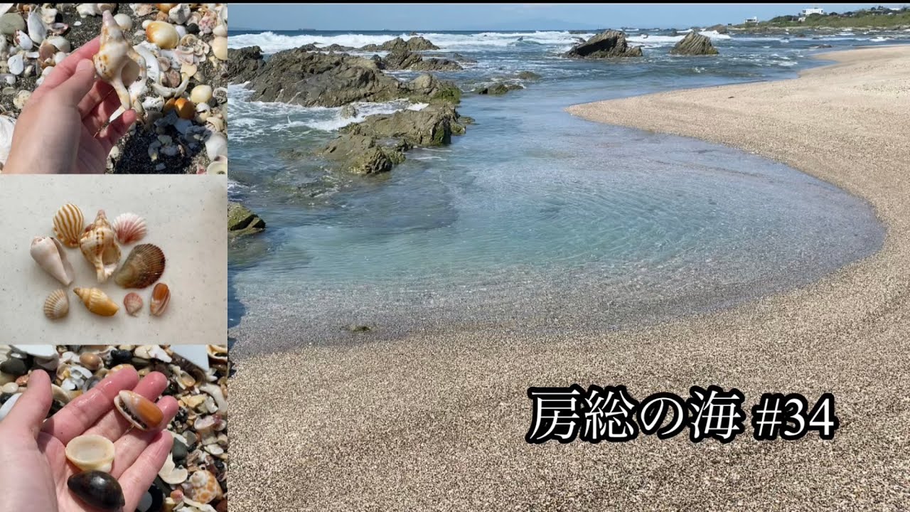 房総の海#34 美しい海で貝殻探し/マクラガイ/ミノガイ/タカラガイ