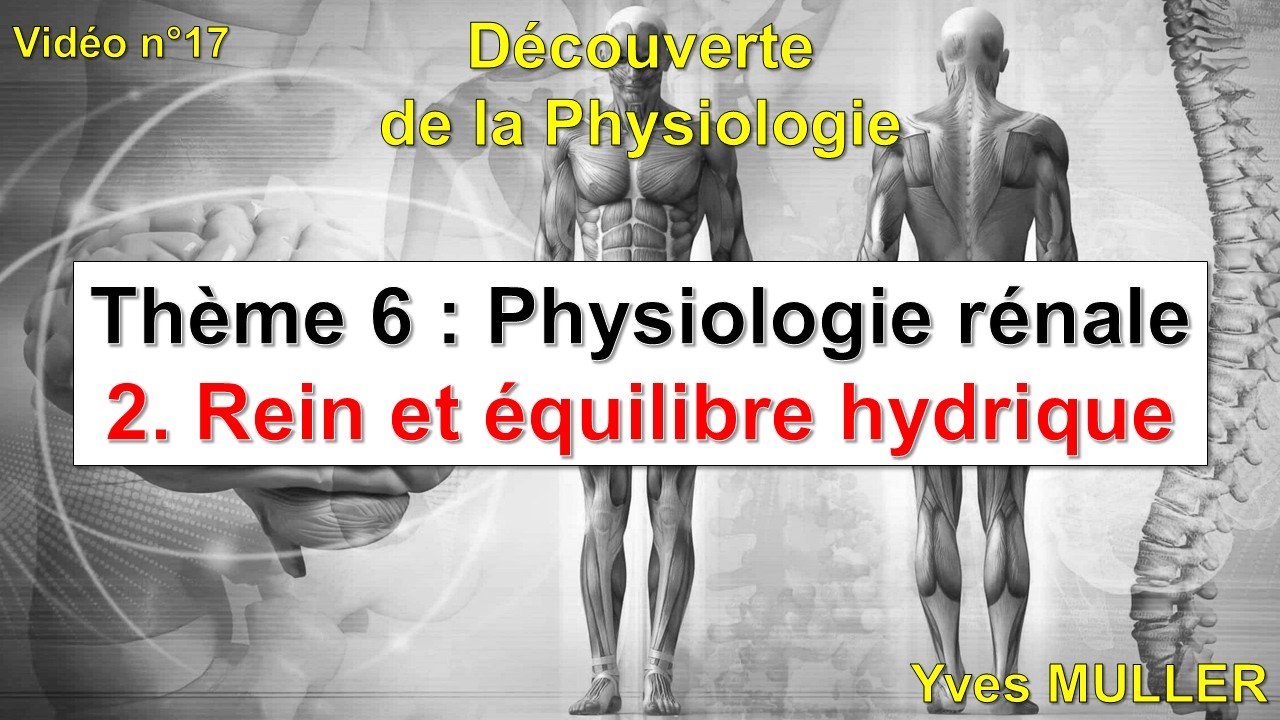 Vidéo 17 - Rein et équilibre hydrique - Exercices corrigés (Physiologie rénale)