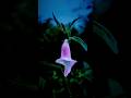 Flower Photography Hack That Blew Up #FlowerPhotography #ViralReels