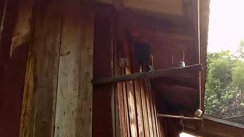 xav muag qaib dib leej twg nyiam nug tau.