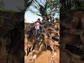 Penangkaran rusa desa wosu,bungku barat morowali utara#penangkaranrusa#pesonaindonesia#morowali