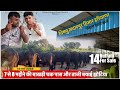 7 से 8 महीने की बाखड़ी चक पास और ताजी बयाई झोटिया || VUSHNU GODARA,SADLPOOR