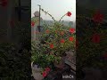 #unboxing #youtubeshorts #flipkart #hibiscus #hibiscusplantgrowingtips #hibiscusleaf