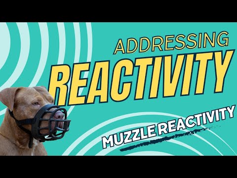 Reactivity  Muzzle Training thumbnail