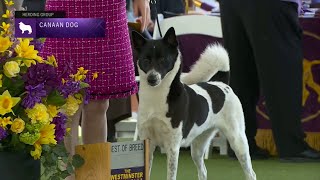 Canaan Dogs |  Breed Judging 2023