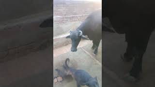 moti play with raja #trending #dogshorts #petlover #buffalo #viralposts #shorts #doglife #music