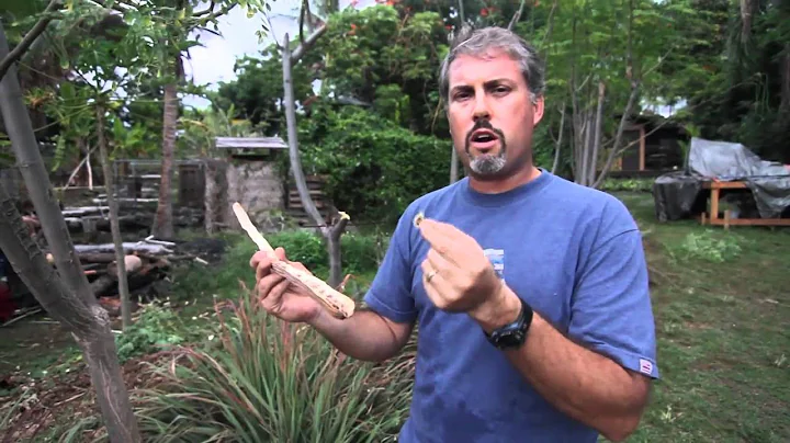 Jeff Waddell - The Moringa Tree of Life