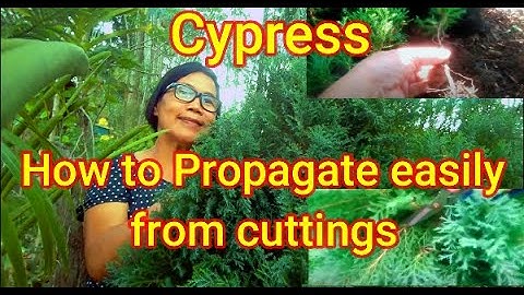 How to easily propagate Cypress from cuttings