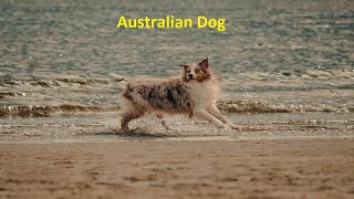 Australian Dog Breeds | Australian Shepherd | Cute dog