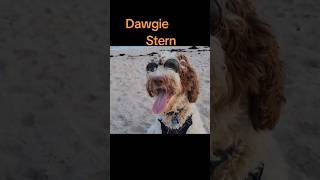 Dawgie Stern: The Ultimate Howard Stern Impression! 🐶🎙️
He’s got the shades, the heavy mic panting, and he’s ready to check the ratings. Its Dawgie Stern! Hoo hoo Robin! This adorable pup is definitely winning Dog of the Day with this classic radio icon Howard Stern impression.
#OpieRadio #DawgieStern #HowardStern #BeachDog #DogOfInstagram Dawgie Stern: The Ultimate Howard Stern Impression! 🐶🎙️