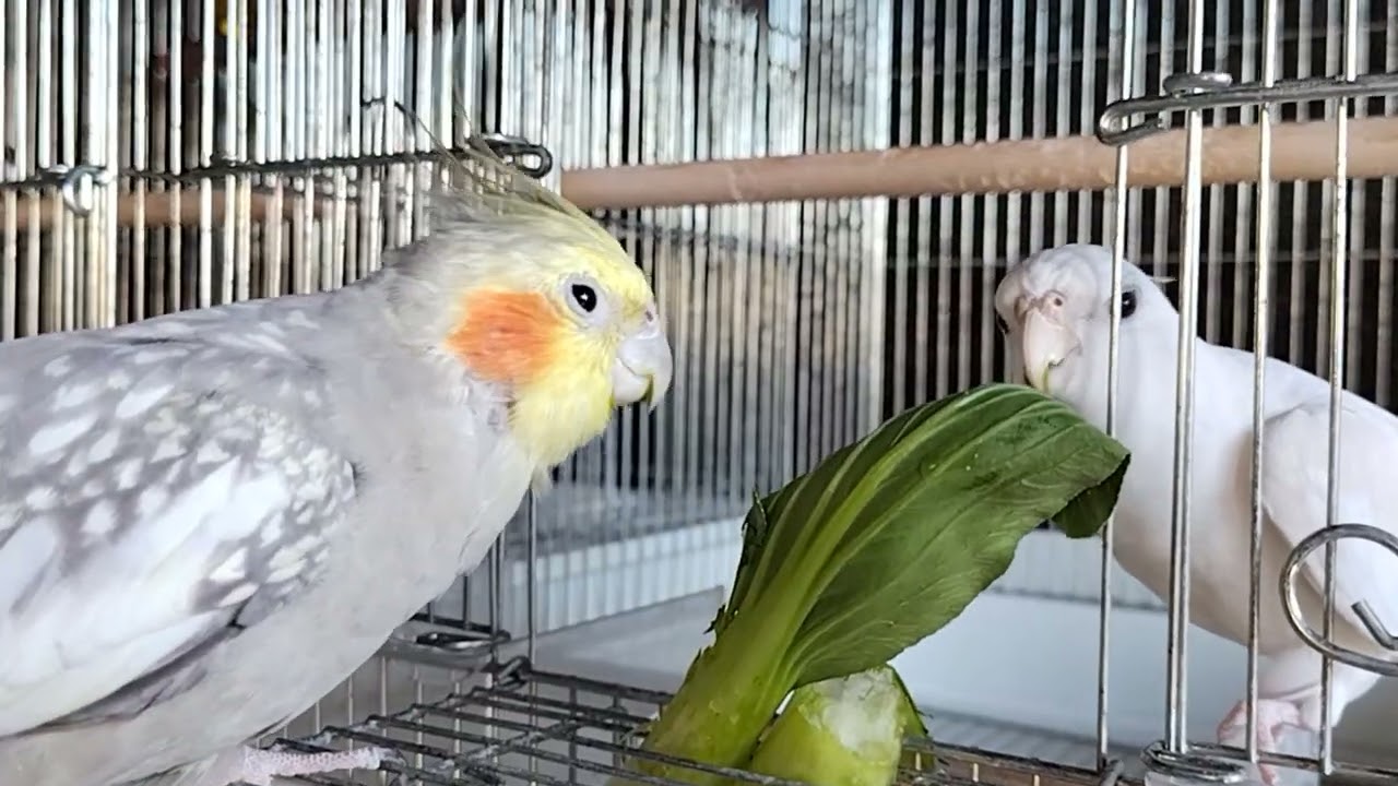 みずぽん一家　にけパパ／勝利（にけ）とみるママ／見畄（みる）チンゲンサイを一緒に『いただきます』