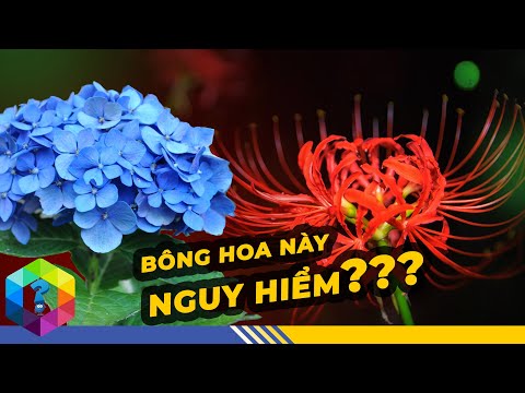 Video: Kiểm soát Hoa loa kèn Nước trong ao - Cách ngăn Hoa loa kèn lây lan