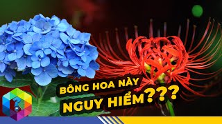 8 Loài Hoa Do Thần Chết Trồng Cực Kỳ Nguy Hiểm - Đặc Biệt Loài Số 3 Quen Mặt Mà Không Ai Biết