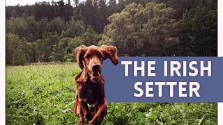 10 Facts About The Irish Setter  All You Need To Know