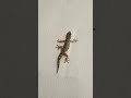 Kanarischer mauergecko im hotel  aquafreak on tour gecko lanzarote kanaren urlaub tierlist