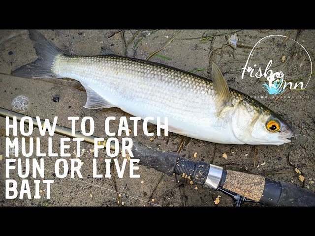 How To Catch Mullet (For Fun Or Live Bait) 