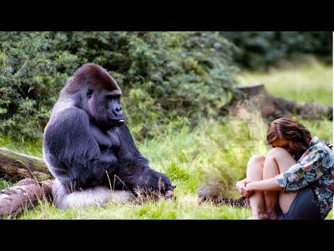 Video: Gorilla: bilde, vekt. Hvor bor gorillaer?