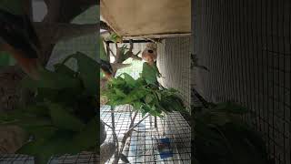 #birds #birdtrend #bird #birdsounds #pets #shortsvideo #subscribe