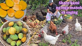 Download Lagu More Banana at Mangga | #harvest #garden #foodforests MP3 Download Lagu More Banana at Mangga | #harvest #garden #foodforests MP3