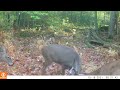 3 bucks sparring- Trail camera footage