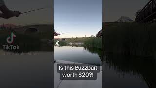 NEW Mike Bucca’s Buzzing Baby Bull Shad 👀 Worth $20? #bassfishing #buzzbait